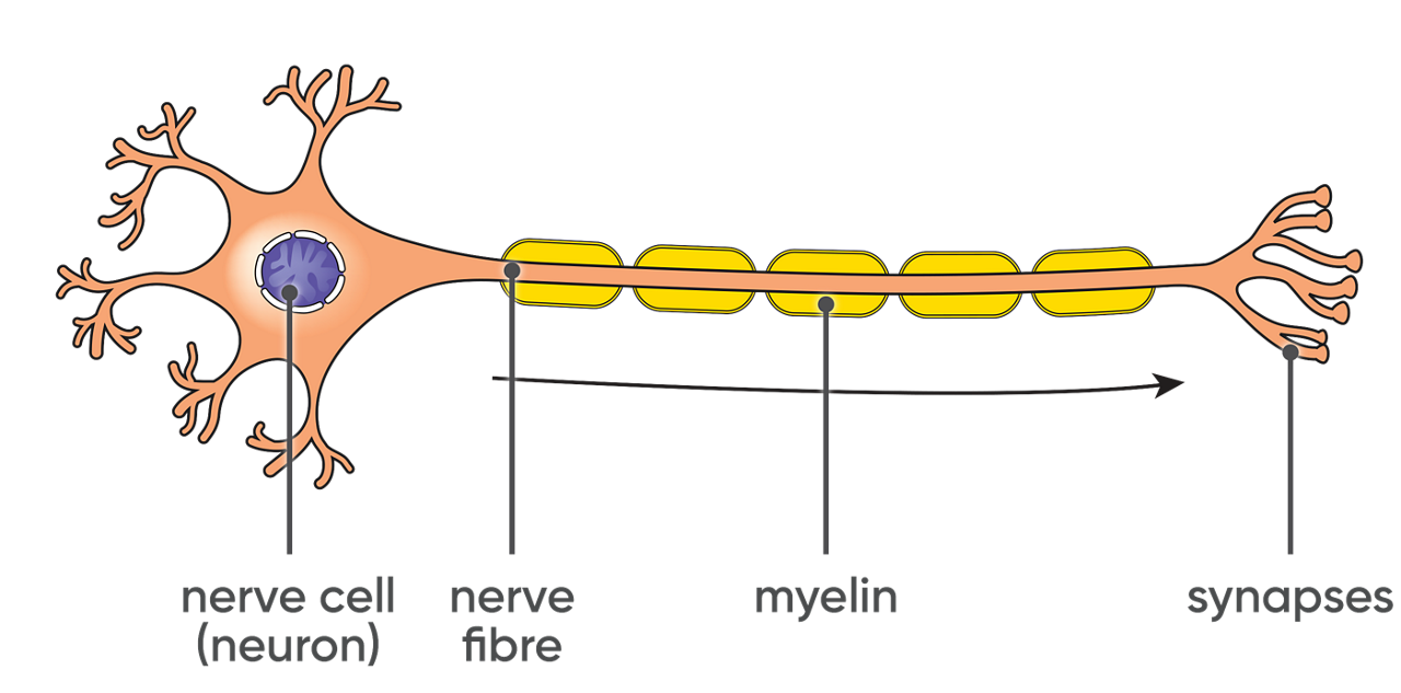 Healthy nerve cell